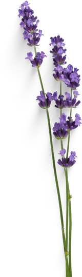 Lavender branch