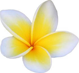 Frangipani Flower Illustration