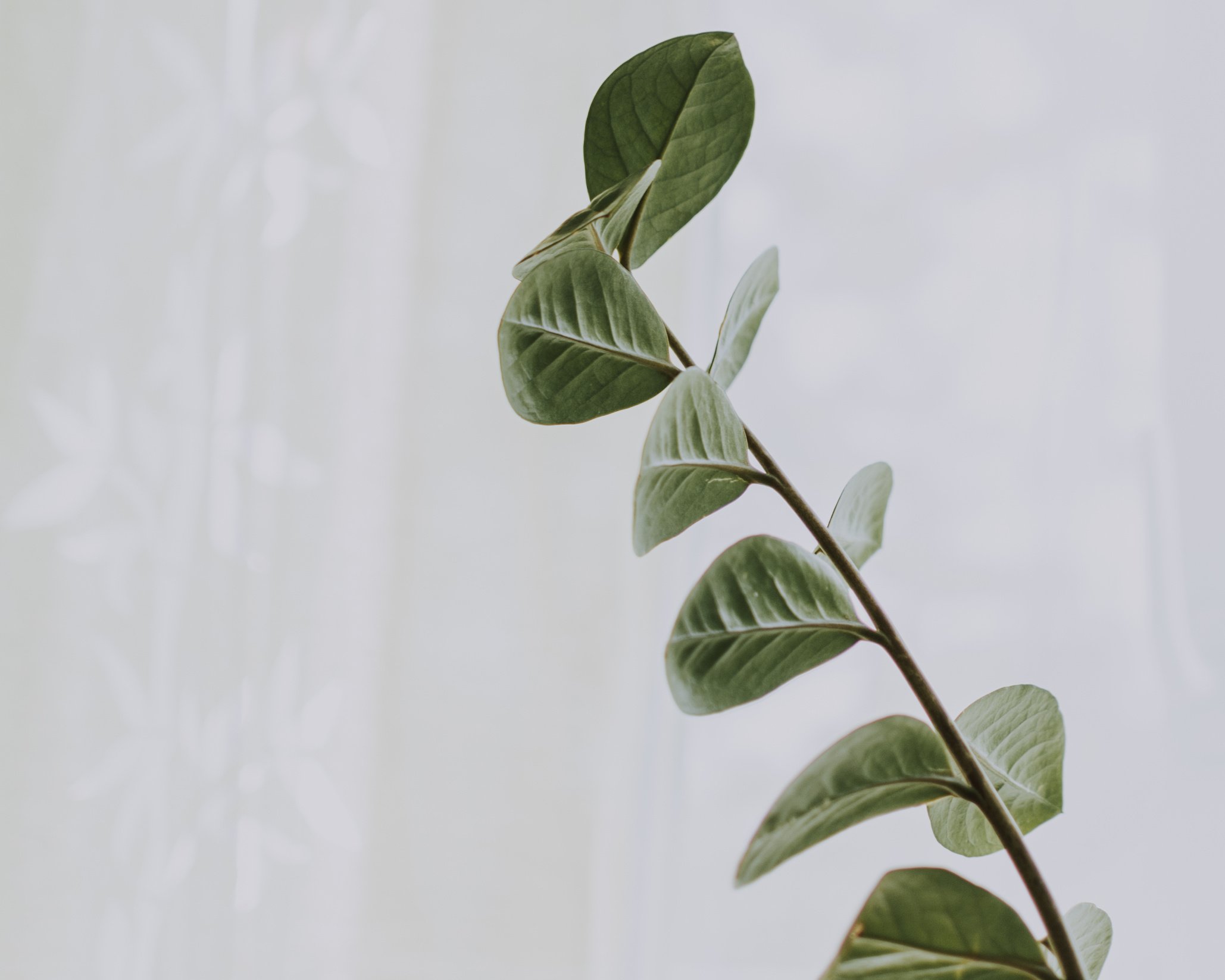 Green-Leafed Plant